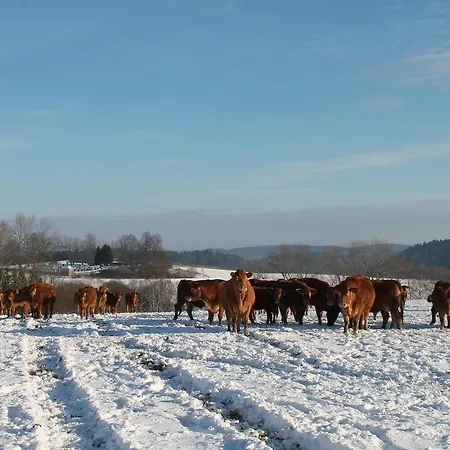 Near Bohemian Forest