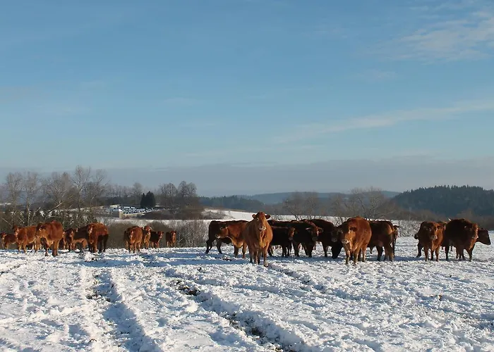 Near Bohemian Forest